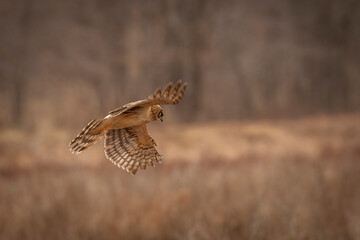 Female Northern Harrier flies over the marsh