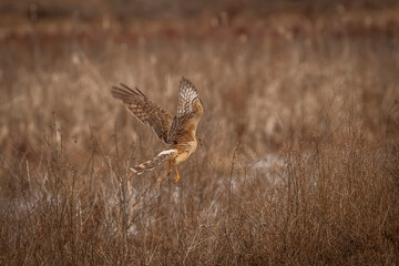 Female Northern Harrier flies over the marsh