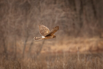 Female Northern Harrier flies over the marsh