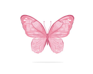 butterfly on white background