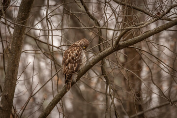 Juvenile Red-shouldered Hawk perched on a tree limb