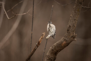 Male Downy Woodpecker clings to a plant stem