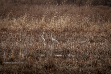 Obraz na płótnie Canvas A family of Sandhill Cranes in the marsh grass