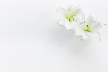 Flowers heads of white lilies. Floral mock up. Mourning or funeral background