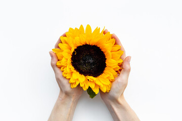 Blooming yellow sunflowers in hands. Floral background