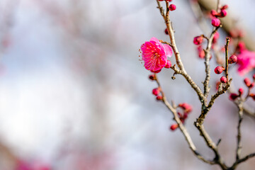 咲き始めた梅の花