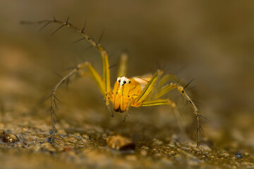 The Lynx spider