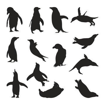 Set of penguin animal silhouettes of various styles