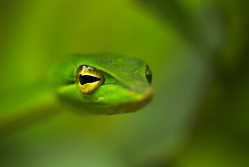 The Green Vine snake