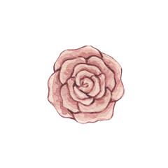 Watercolor vintage illustration with small pink rose. Isolated on white background.