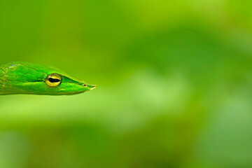 The Green Vine snake