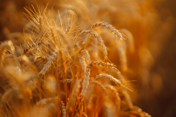 Obraz premium Ears of golden wheat close up at sunset. Growth nature harvest. Agriculture farm.