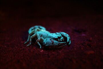 The Scorpion King