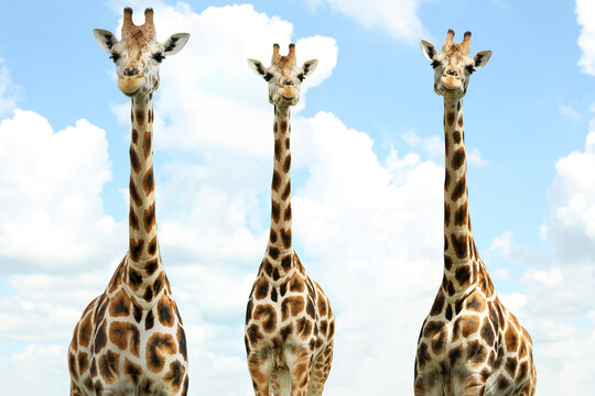 Group of cute giraffes against cloudy sky. African fauna