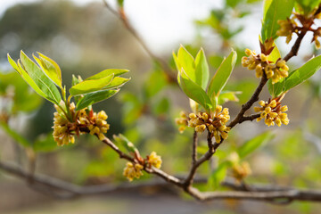 シロモジの小さな花