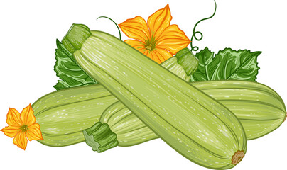 composition with fresh green zucchini with leaves and flowers on a transparent background. botanical realistic squash fruit illustration