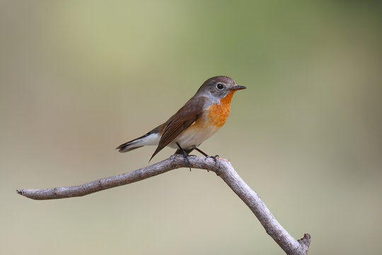 Beautiful red-breasted flycatcher (Ficedula parva) on a tree branch on a blurry green background. Birdwatching, red-breasted flycatcher, Ficedula parva, wildlife scene from nature