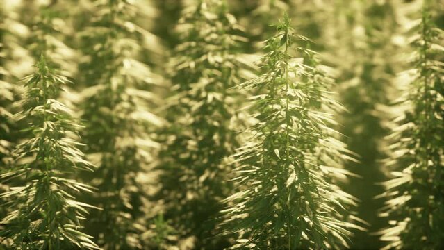 legal hemp field used for textiles in france