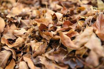 dry leaves