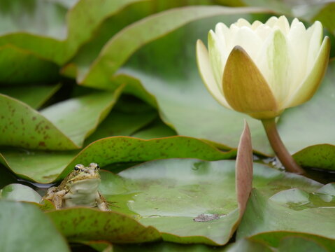 Frosch an Seerose