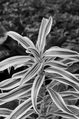 black and white flower