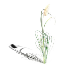 wild field grass with a shadow under it, isolated on a transparent background, 3D illustration, cg render
