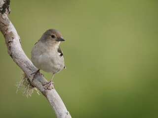 Vogel