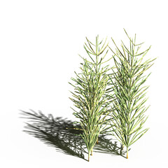 wild field grass with a shadow under it, isolated on a transparent background, 3D illustration, cg render
