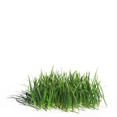 wild field grass with a shadow under it, isolated on a transparent background, 3D illustration, cg render
