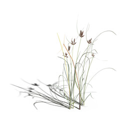 wild field grass with a shadow under it, isolated on a transparent background, 3D illustration, cg render
