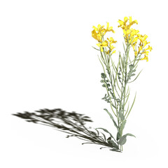 wild field grass with a shadow under it, isolated on a transparent background, 3D illustration, cg render
