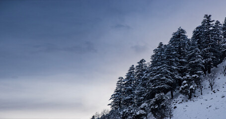 Pine trees covered in snow with dark sky on banner wallpaper