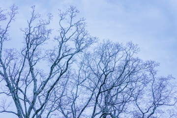Fototapeta na wymiar モノトーンが綺麗な曇り空と葉の落ちた木