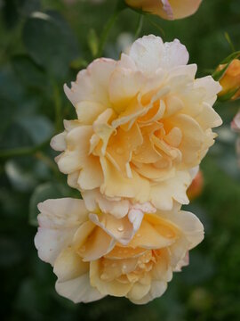 zwei Rosenbl&uuml;ten