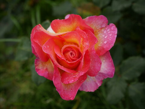 Rosenbl&uuml;te