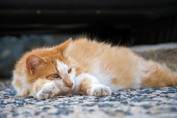 Rot-weiße Katze, entspannt liegend 