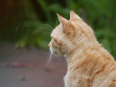Katze im Profil