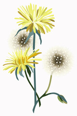 Bouquet of dandelions isolated on white background. Vector decorative floral illustration.