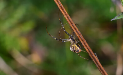 the spider begins to build a spider web