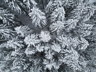Snow covered trees from above