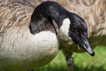 Canada goose 