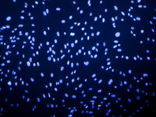 cell culture at the laboratory