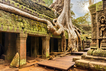 Roots of a giant tree growing over the ancient ruins of Ta Prohm temple in Angkor Wat, Siem Reap,...