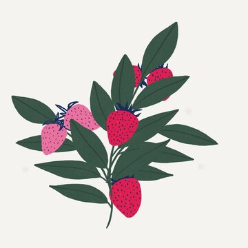 Hand drawn Bouquet of fresh Strawberries and Branches. Summer Fruits isolated on white background, hand pained illustration for print, poster, flyer, textile, fabric, packaging design, social media.
