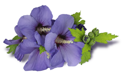 Beautiful Oiseaux Bleu Hibiscus flower heads and buds transparent png file