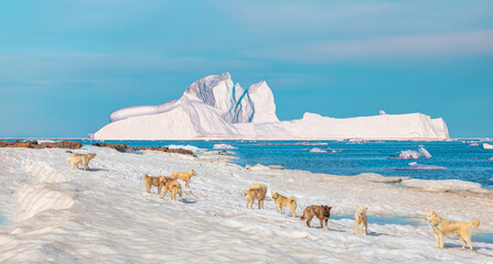 Many greenland dogs chained up on the snow, with giant iceberg in the background and Greenland mountain and seascape -  Greenland - obrazy, fototapety, plakaty