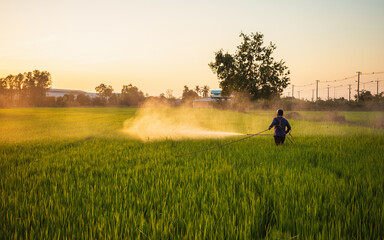 Farmer working in the field and spraying chemical or fertilizer to young rice field in sunset time