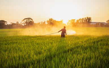 Farmer working in the field and spraying chemical or fertilizer to young rice field in sunset time - obrazy, fototapety, plakaty