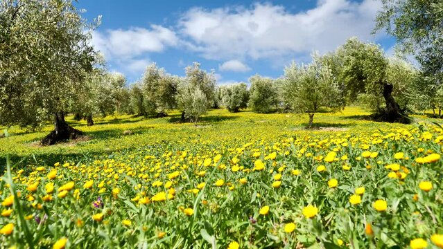 olive tree field and daisy flower