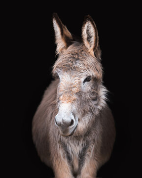 Portrait Of Donkey In Studio